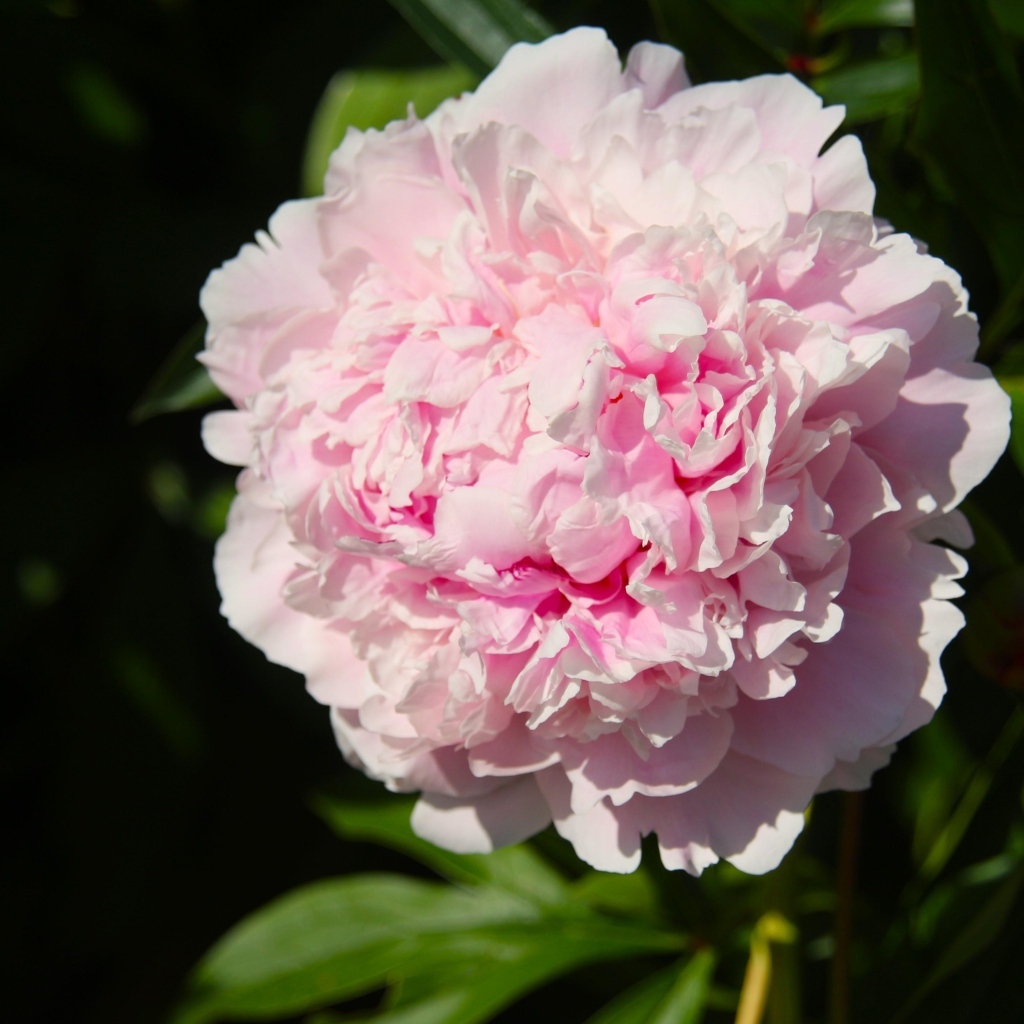 Ароматный розовый пион на клумбе в лучах солнца