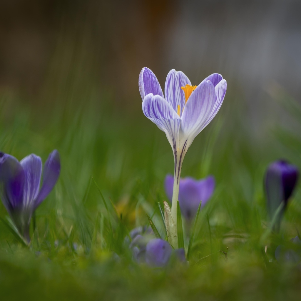 Свежие полевые крокусы весной