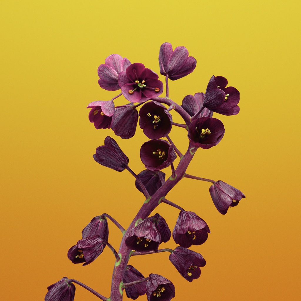 Цветы рябчика на желтом фоне