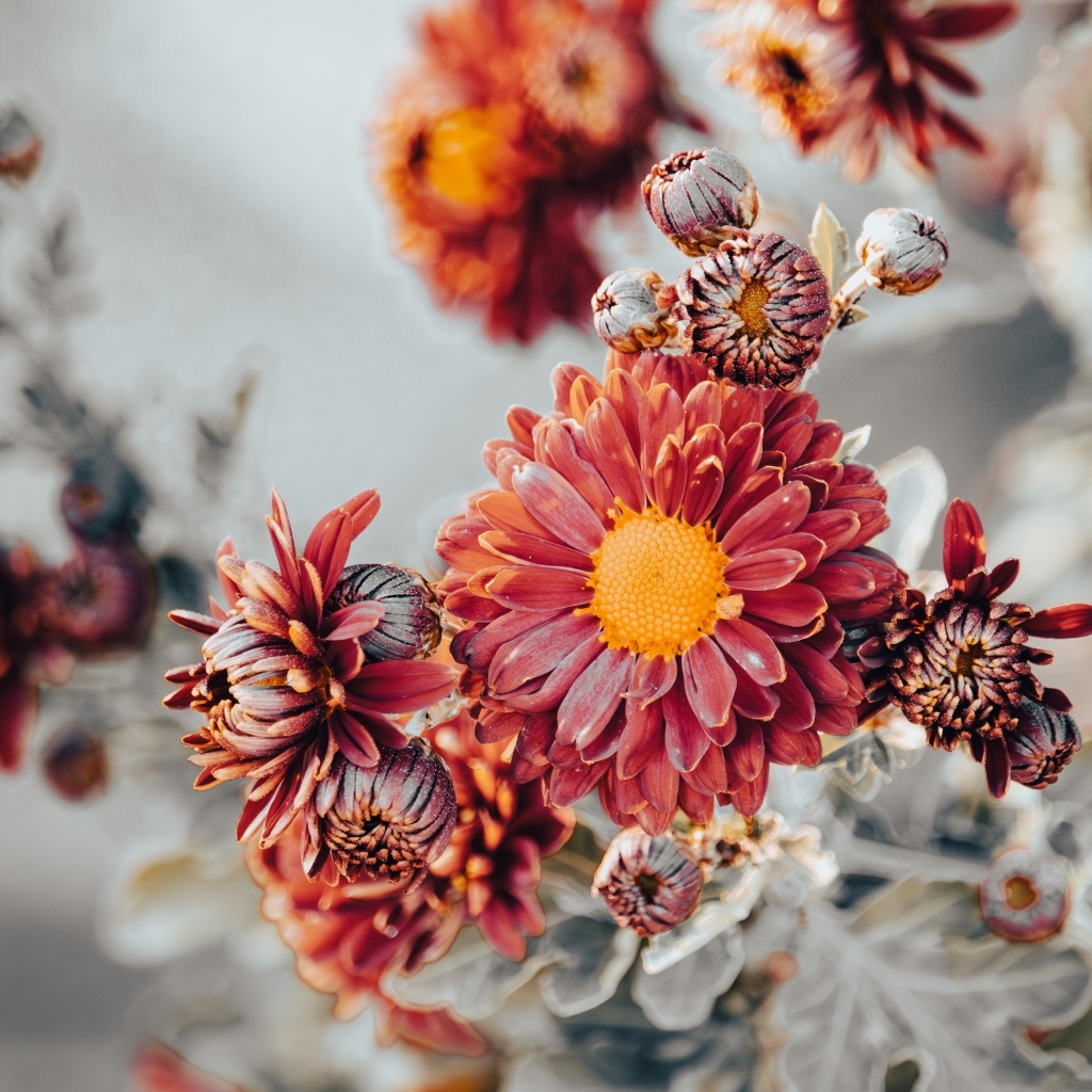 Заморозки на оранжевых лепестках садовой хризантемы