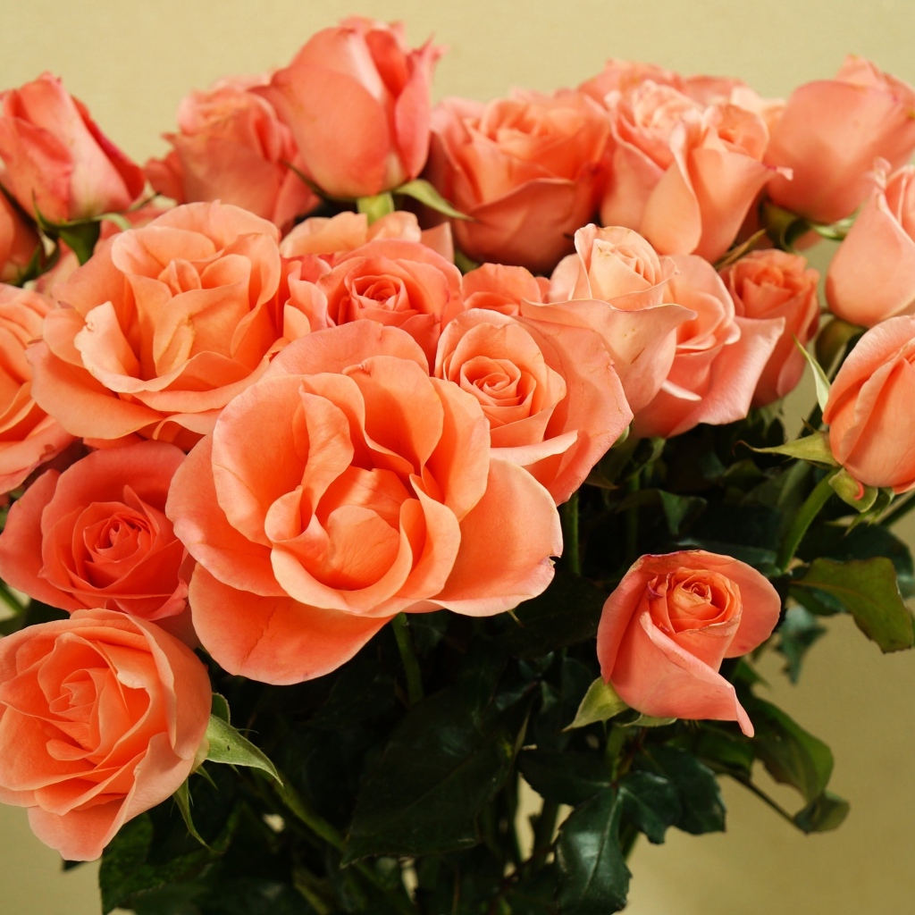 Огромный букет оранжевых роз крупным планом