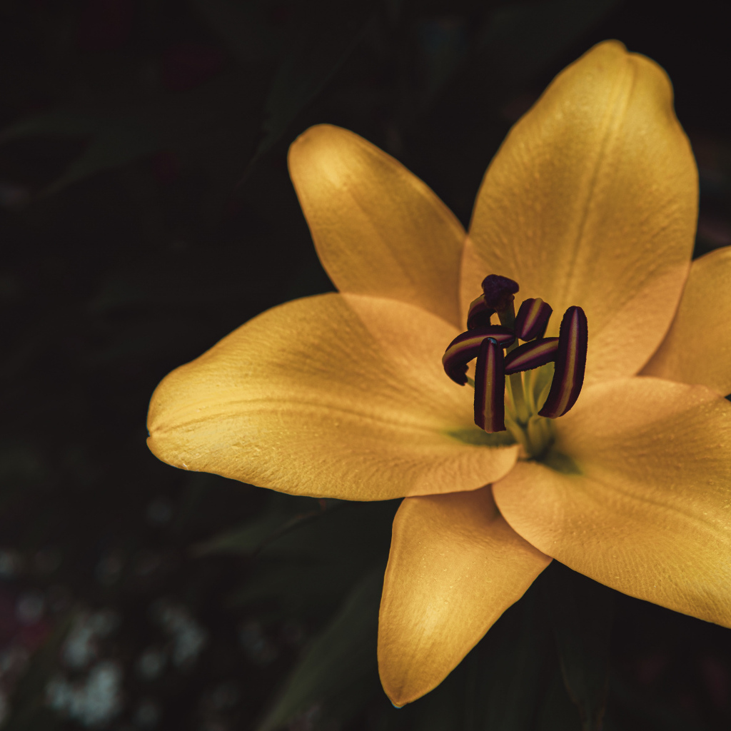 Крупные лепестки желтой садовой лилии 