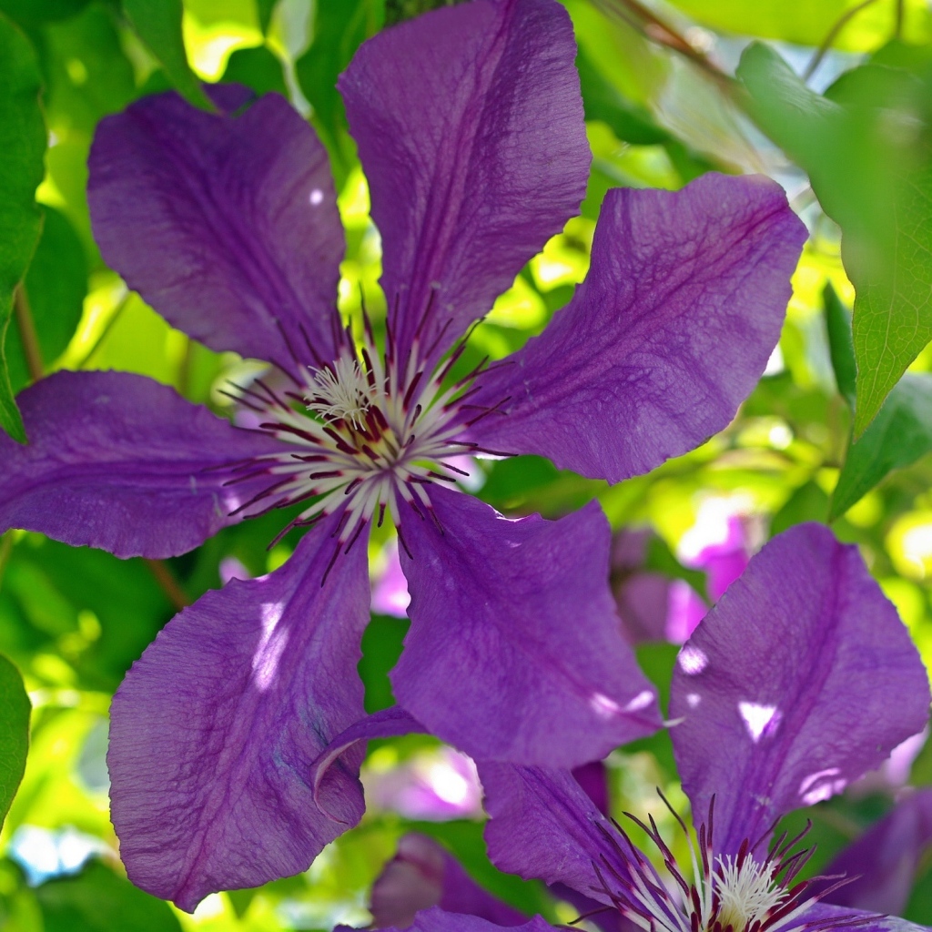 Большие фиолетовые цветы клематиса крупным планом