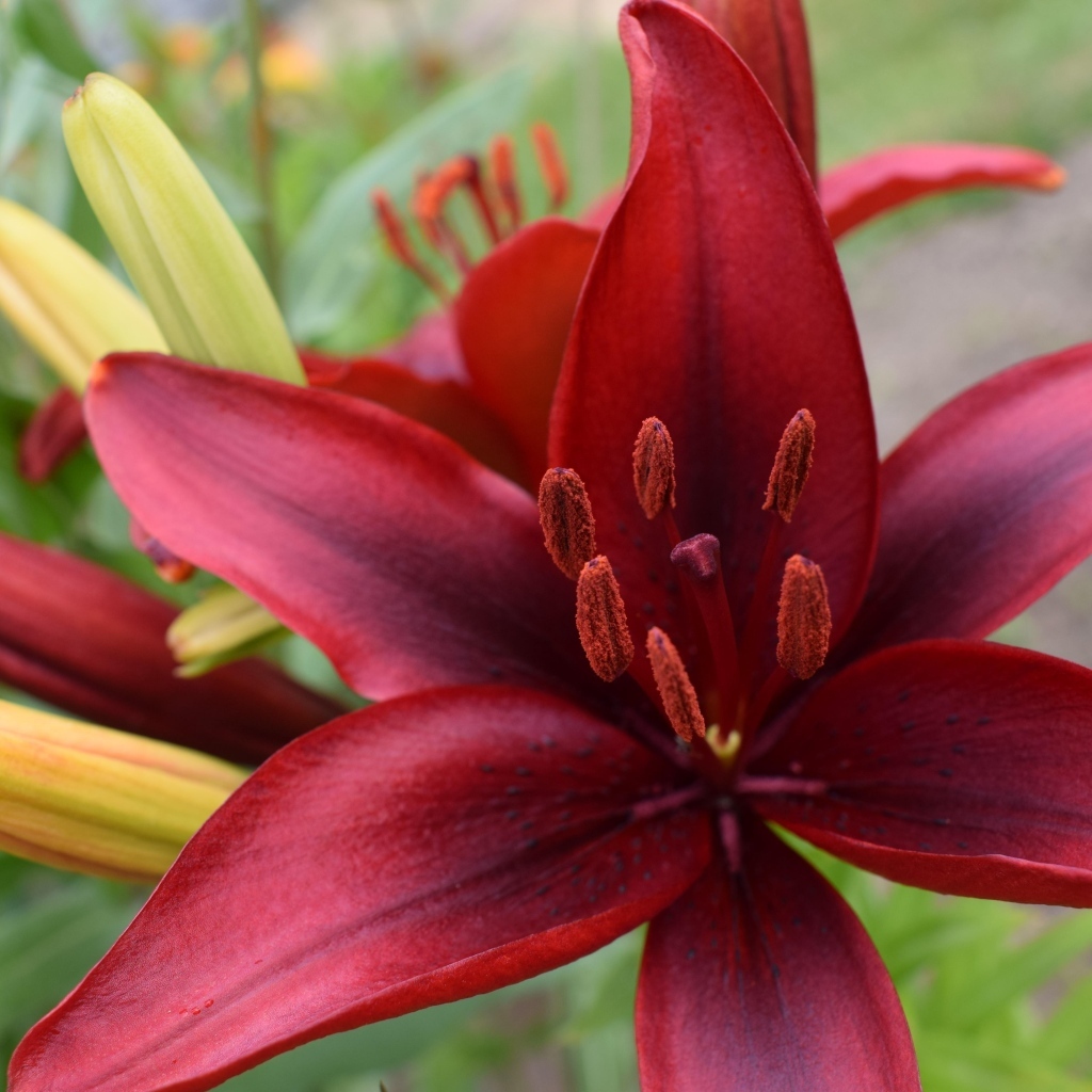 Большие красные лилии с бутонами на клумбе