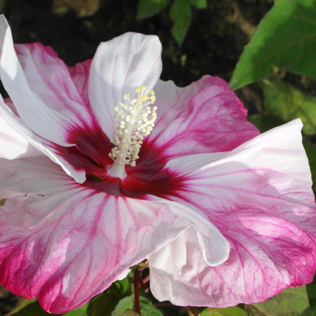 Большой бело-розовый цветок гибискуса