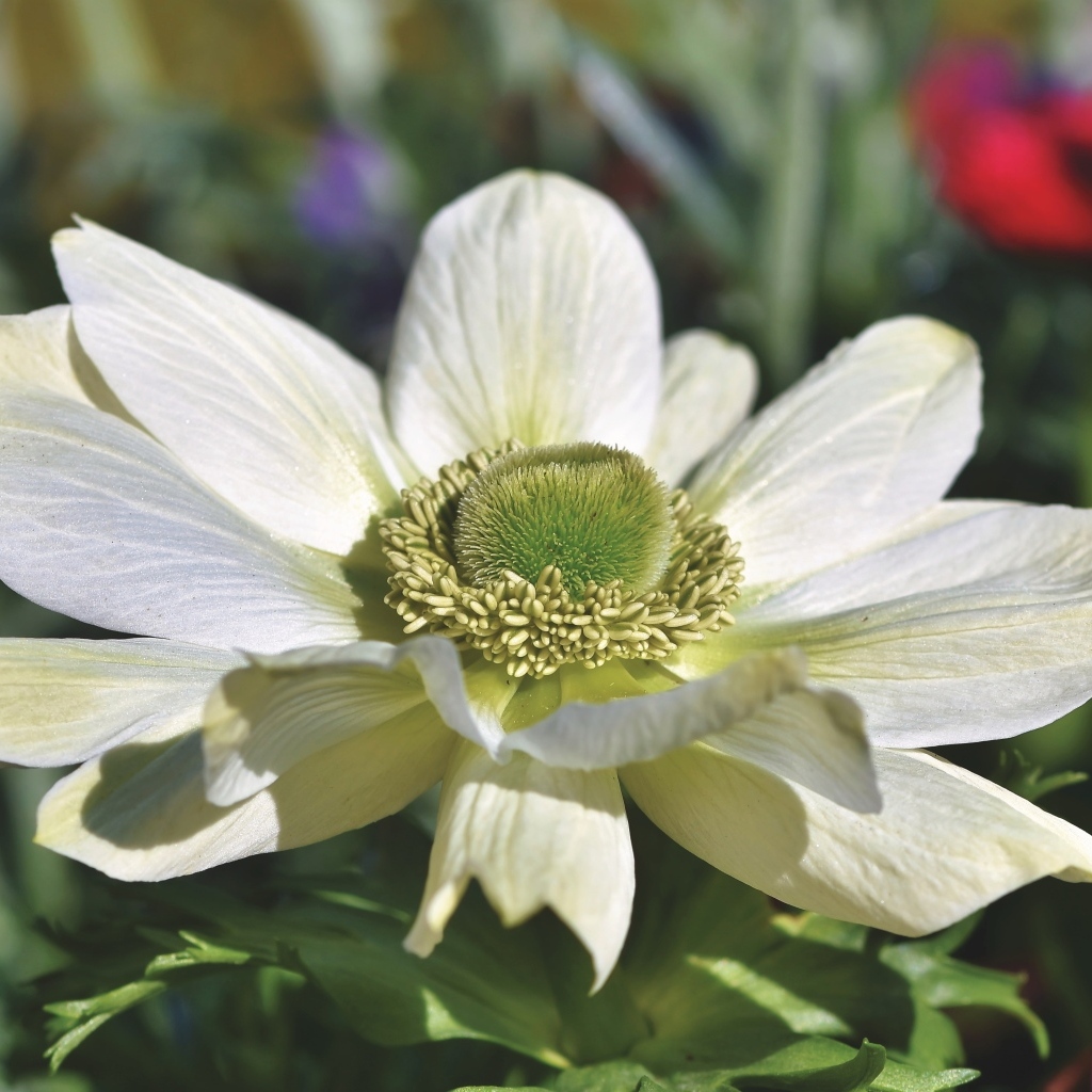 Крупный белый цветок анемона на клумбе