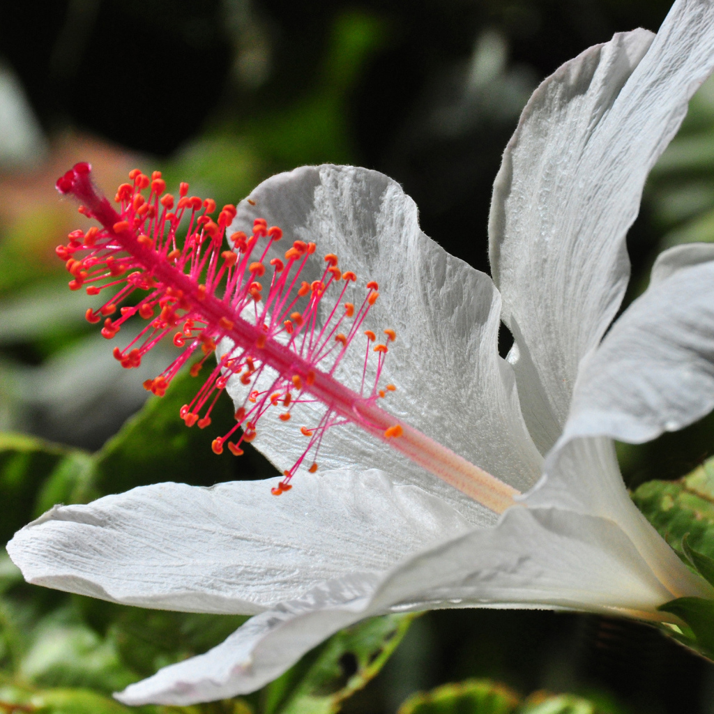 Крупный белый гибискус макросъемка