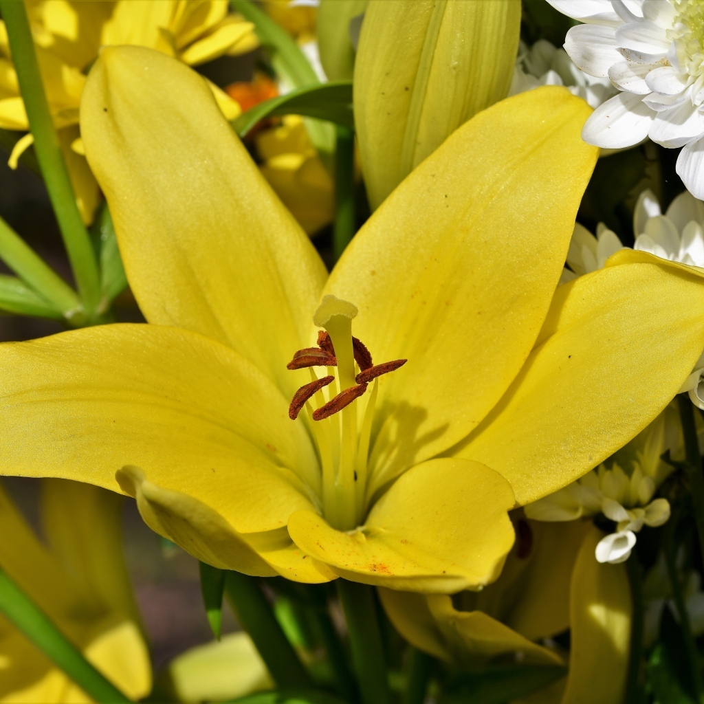 Крупные желтые лилии в букете с хризантемами