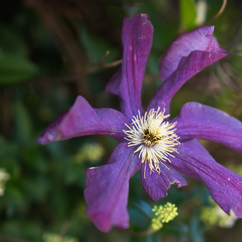 Сиреневый цветок садового клематиса