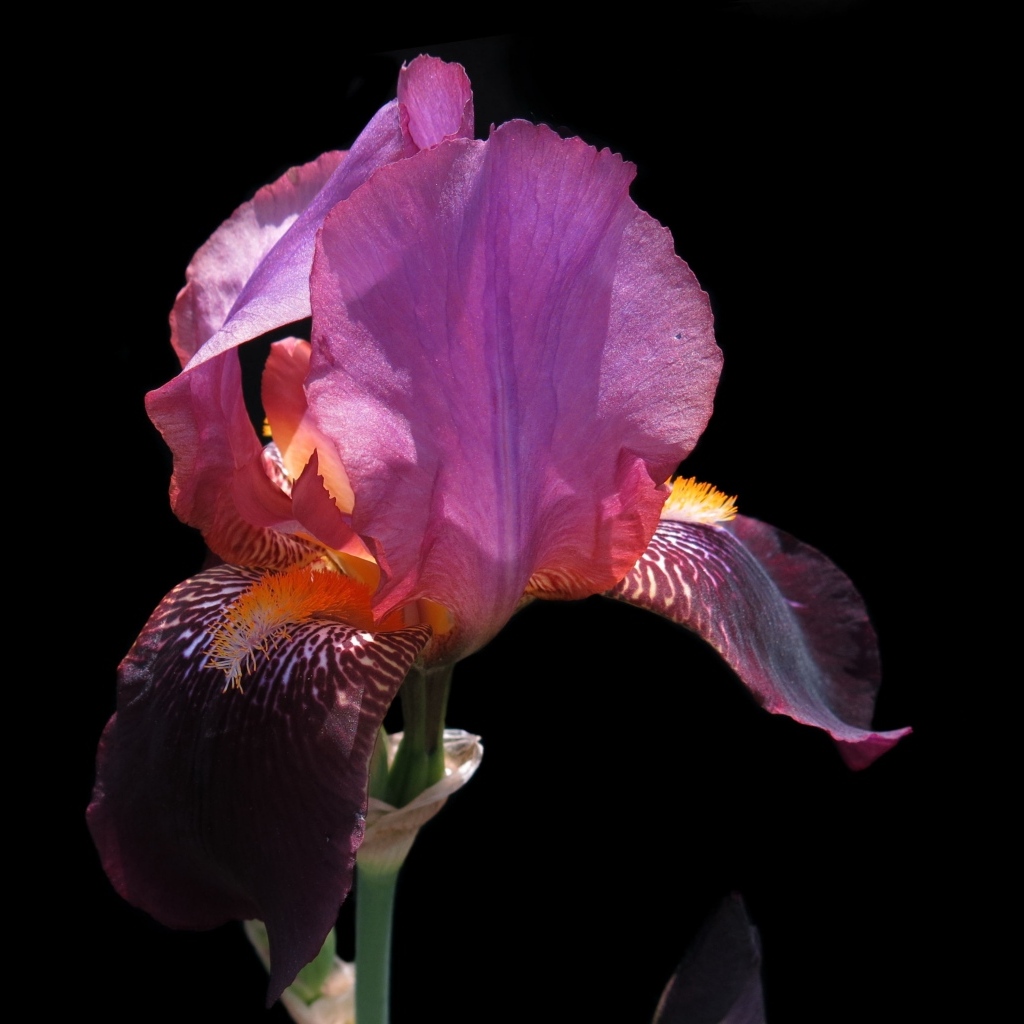 Сиреневый цветок ириса на черном фоне