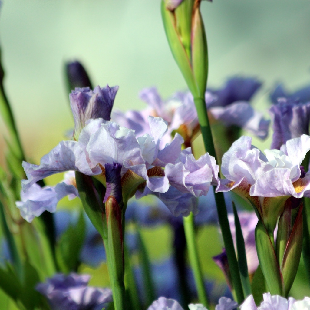 Много синих садовых цветов ириса