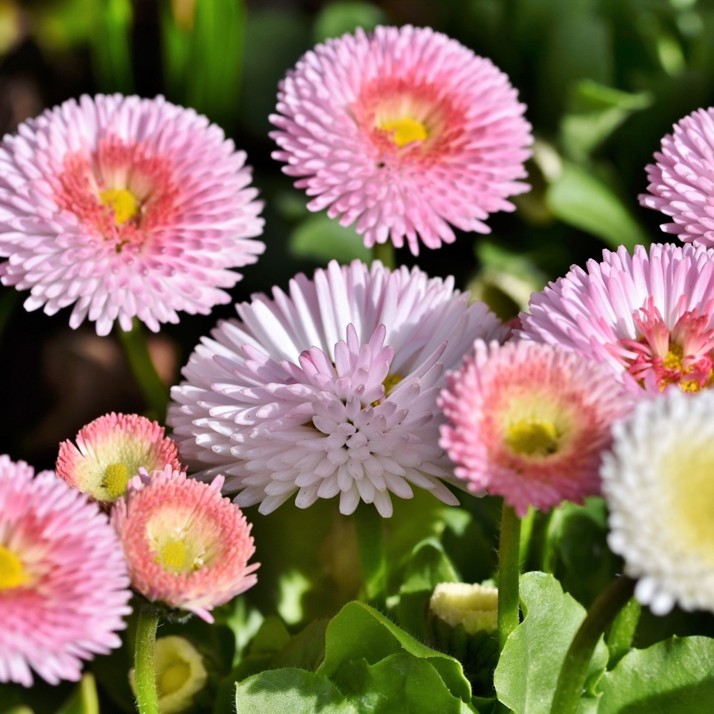 Много розовых маргариток крупным планом