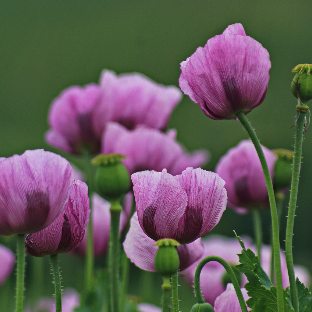 Много розовых маков на поляне