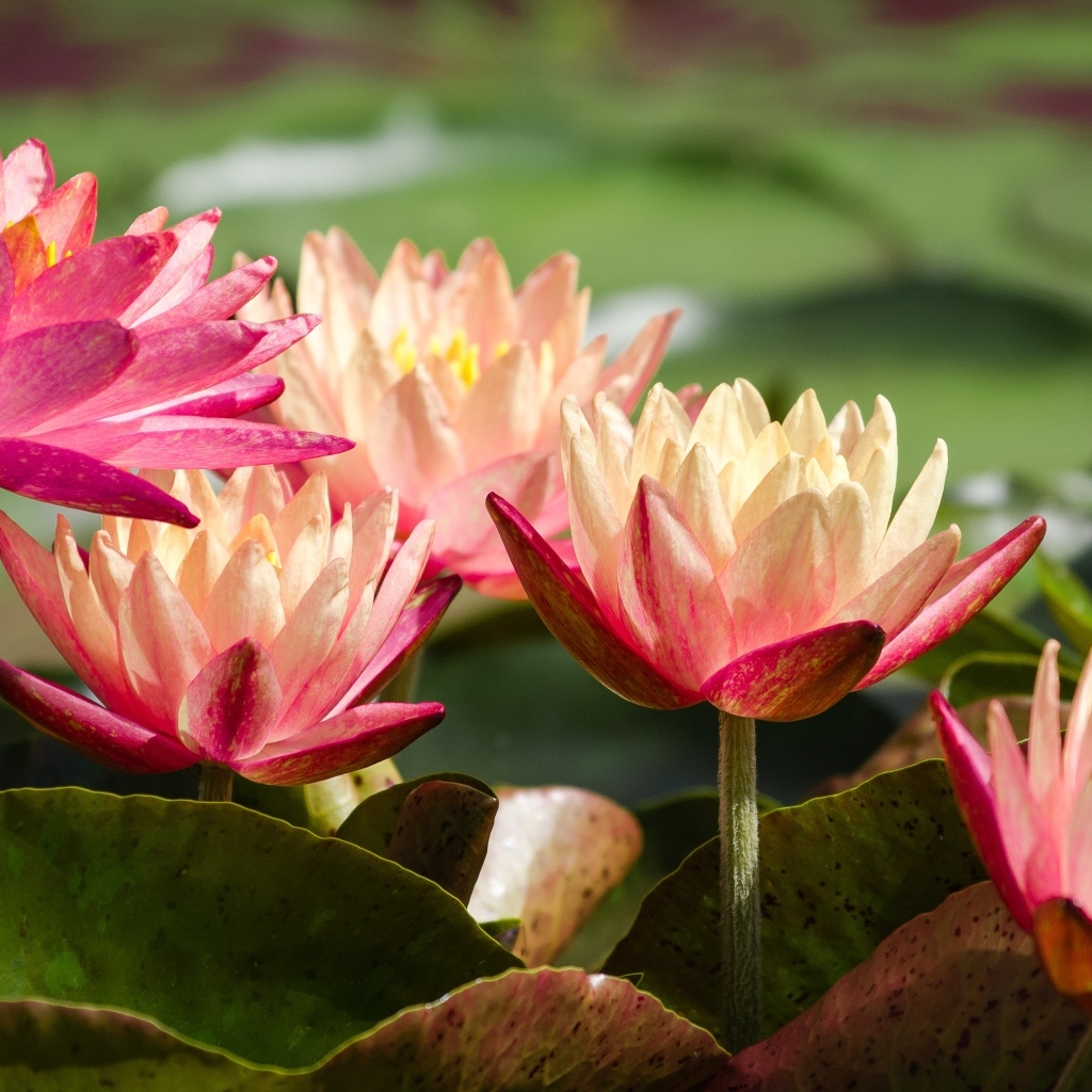 Много розовых кувшинок в пруду