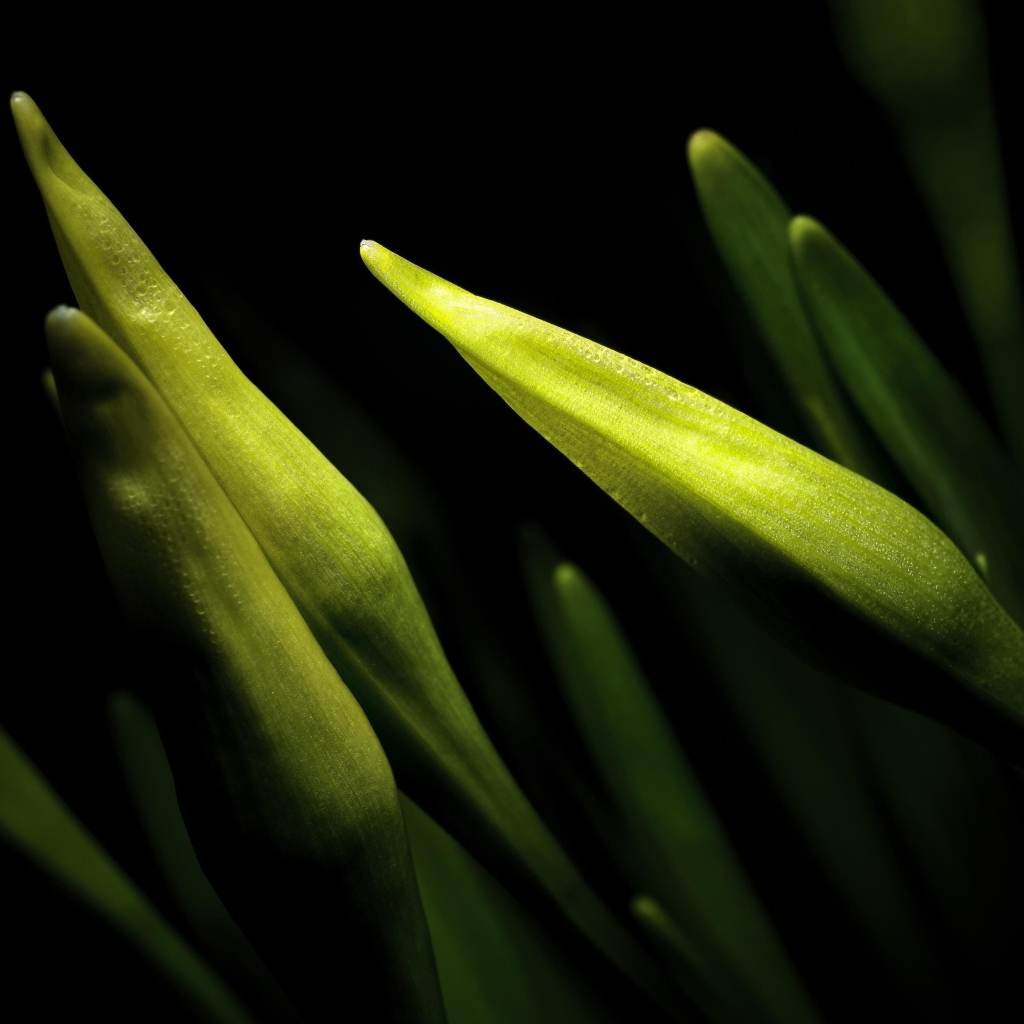 Бутоны нарциссов на черном фоне