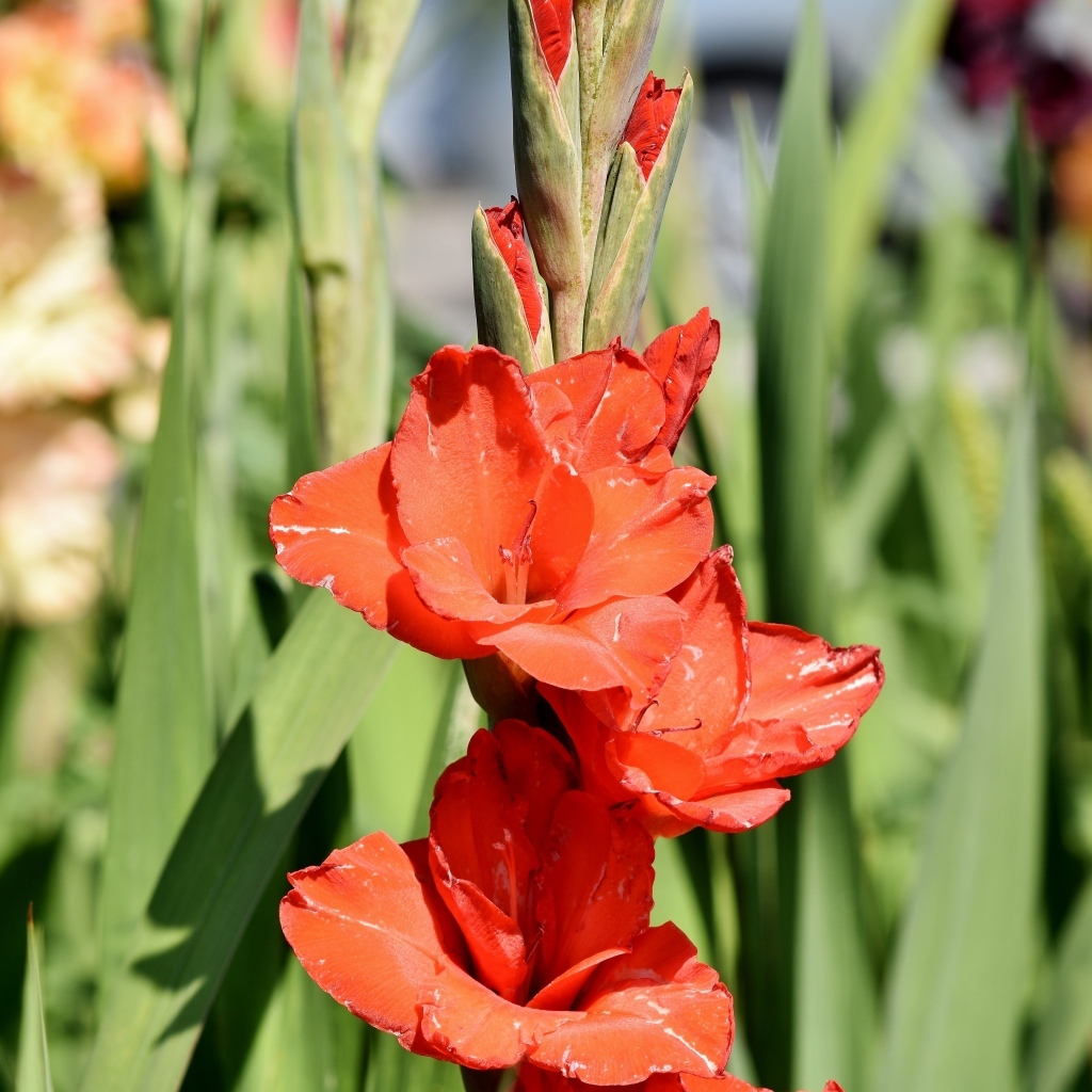 Распускающиеся красные ароматные цветы гладиолуса