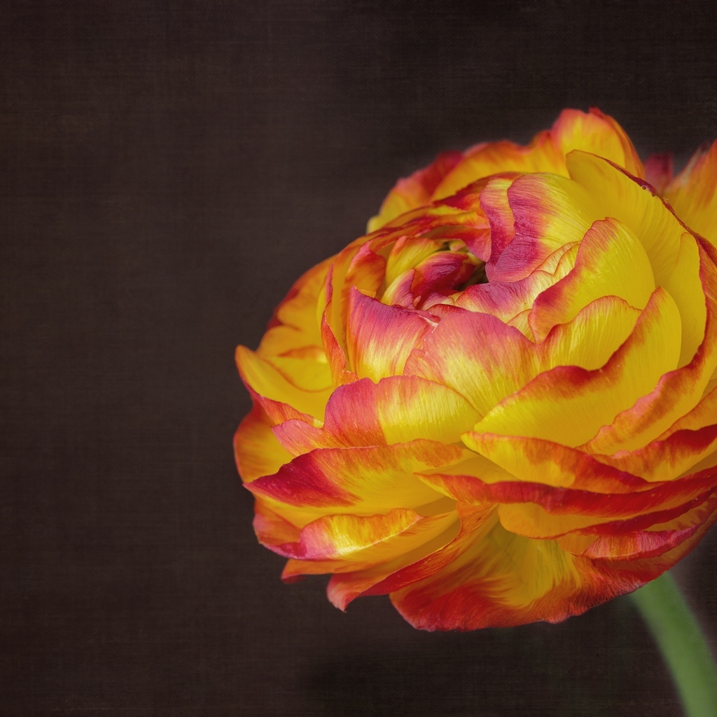 Оранжевый цветок лютика крупным планом на сером фоне