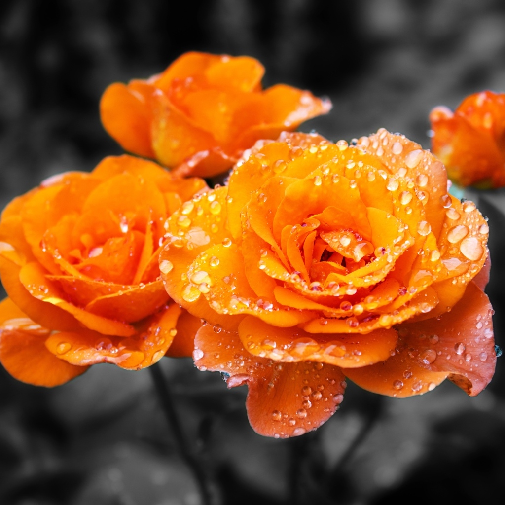 Оранжевые розы в каплях воды