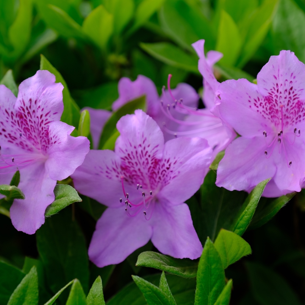 Розовые цветы азалии в зеленых листьях