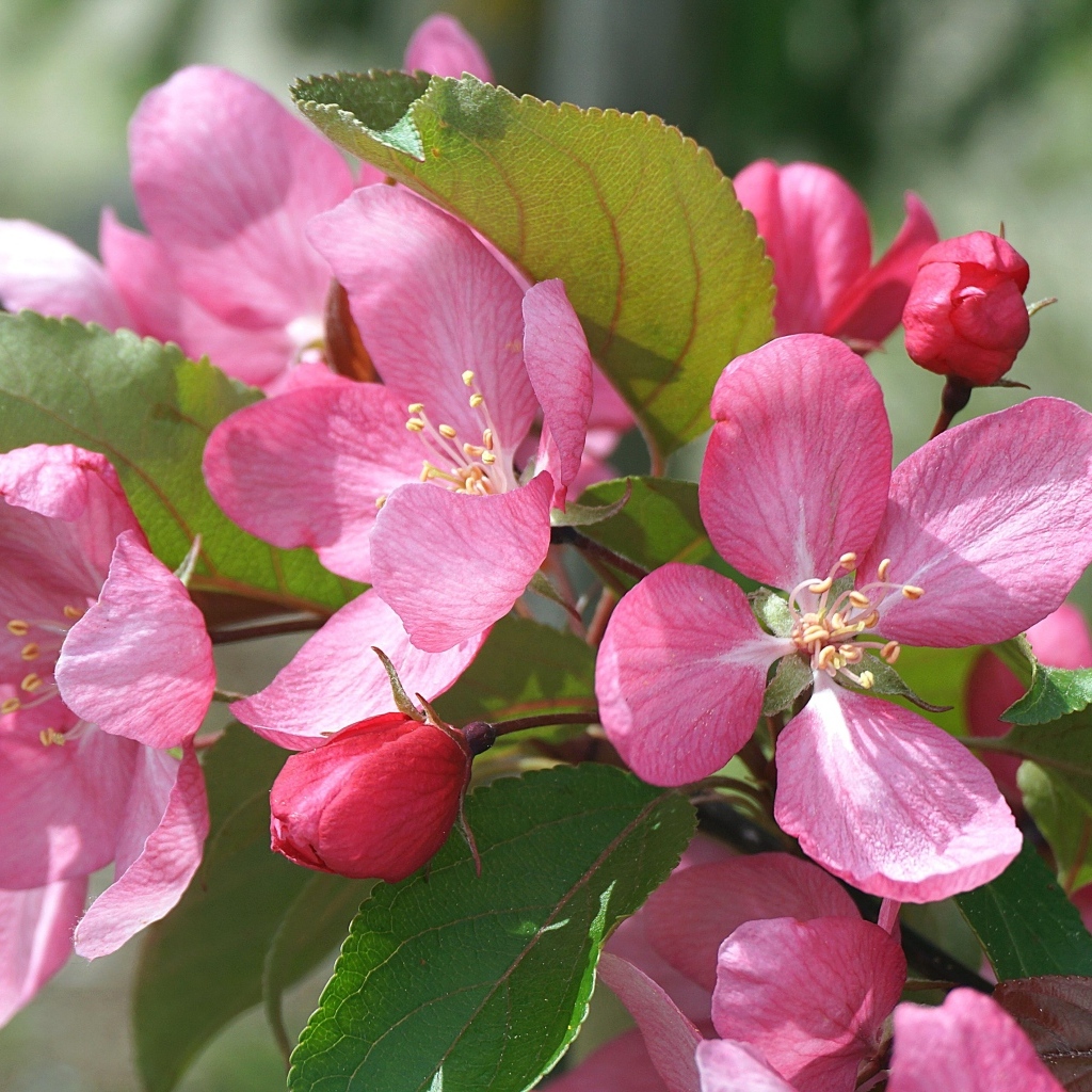 Розовые цветы яблони на дереве весной