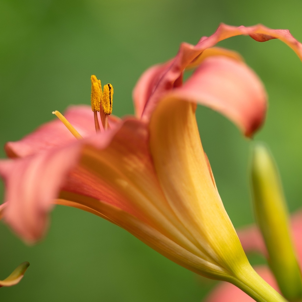 Розовый цветок лилейника на зеленом размытом фоне