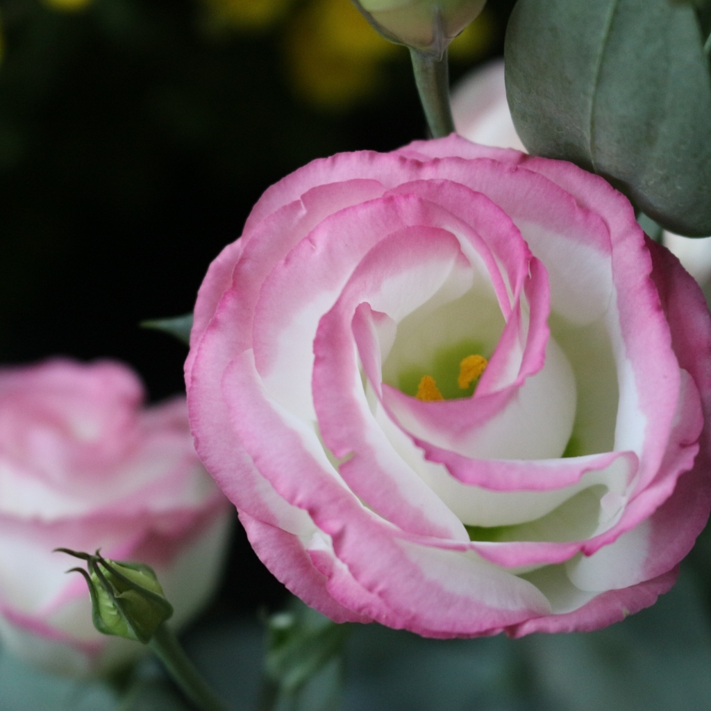 Розовые цветы эустома крупным планом