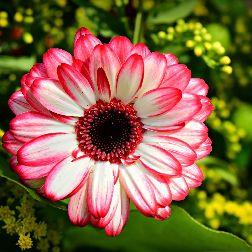 Розовая гербера крупным планом на клумбе