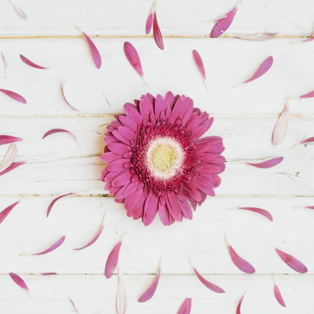 Розовая гербера с оборванными лепестками на деревянном столе