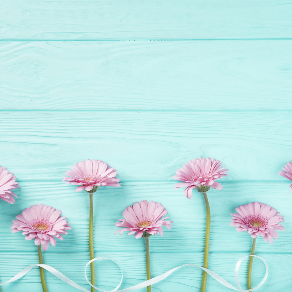 Розовые герберы с белой лентой на голубом столе