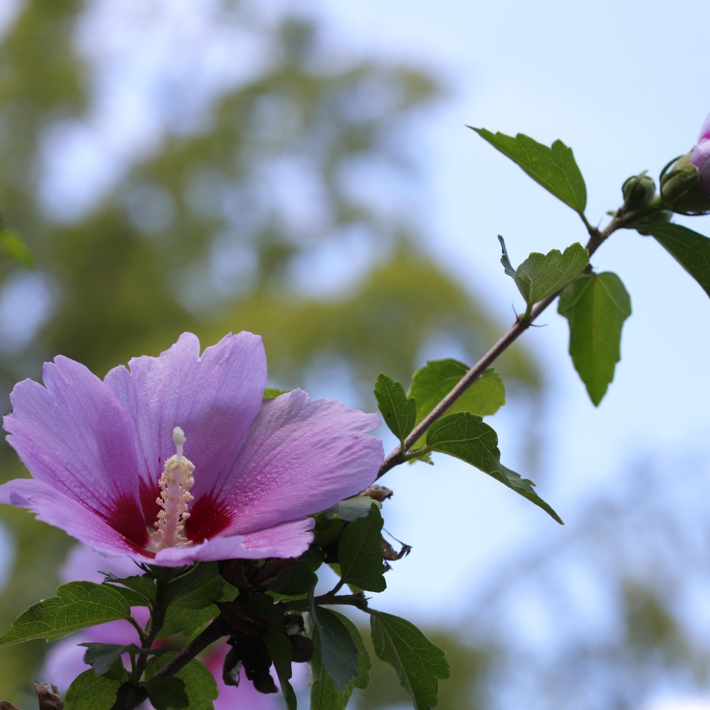 Розовые цветы гибискуса  на клумбе