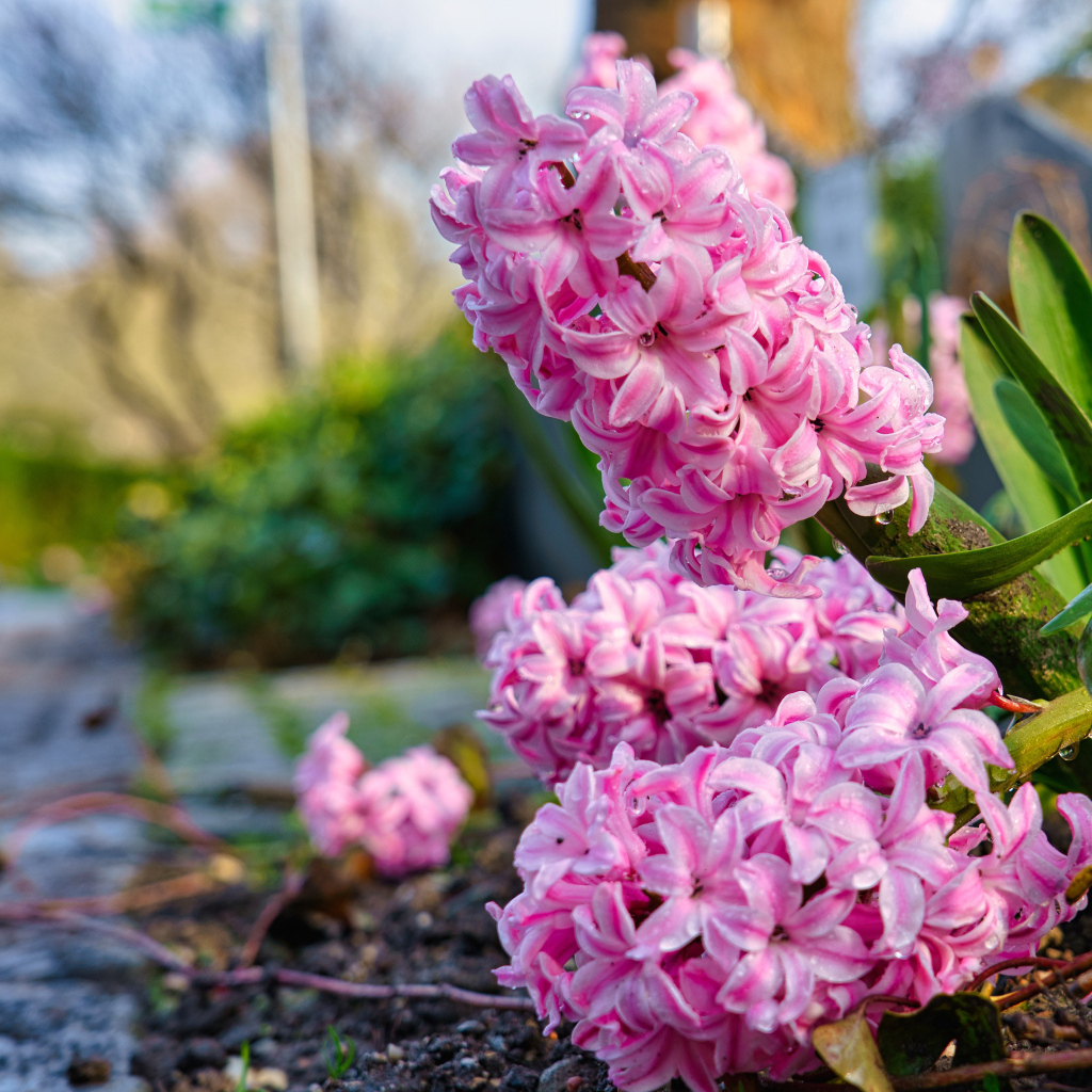 Розовые цветы гиацинта после дождя