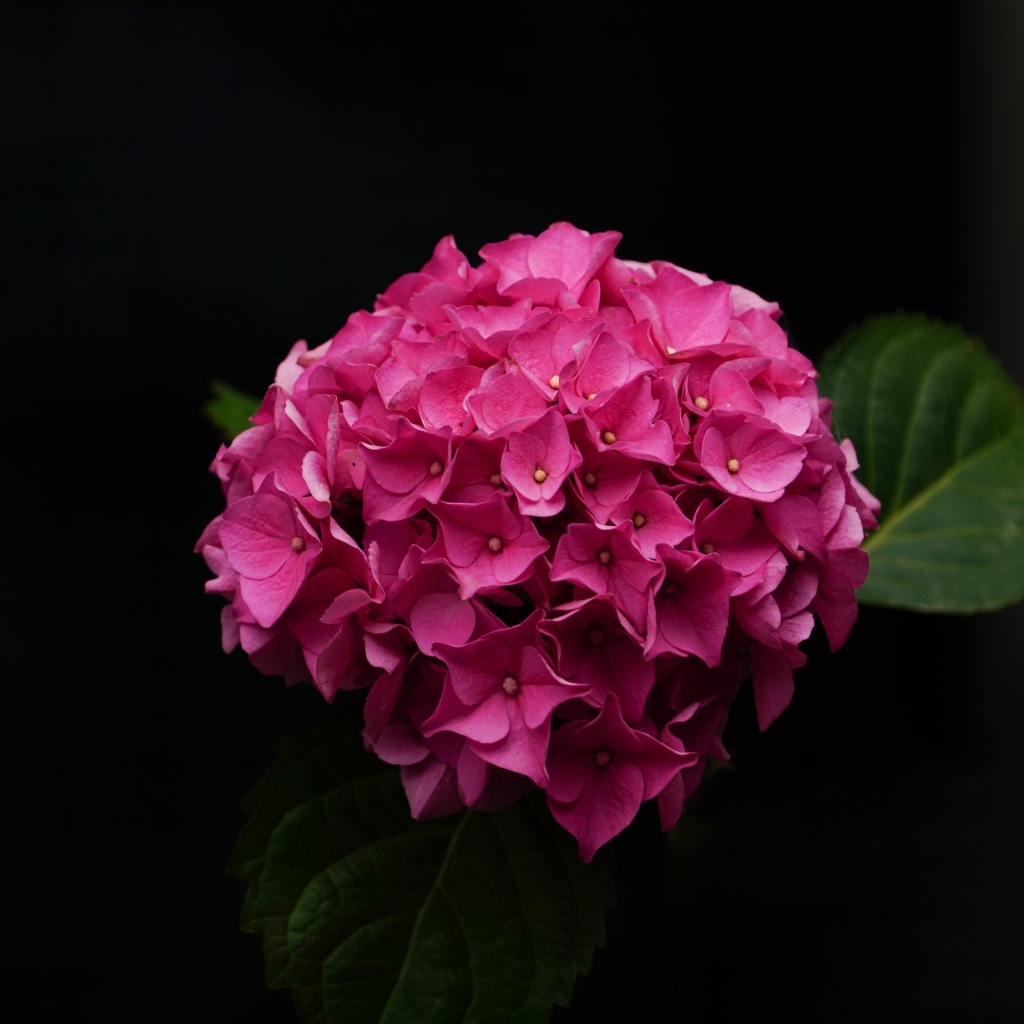 Розовая гортензия на черном фоне
