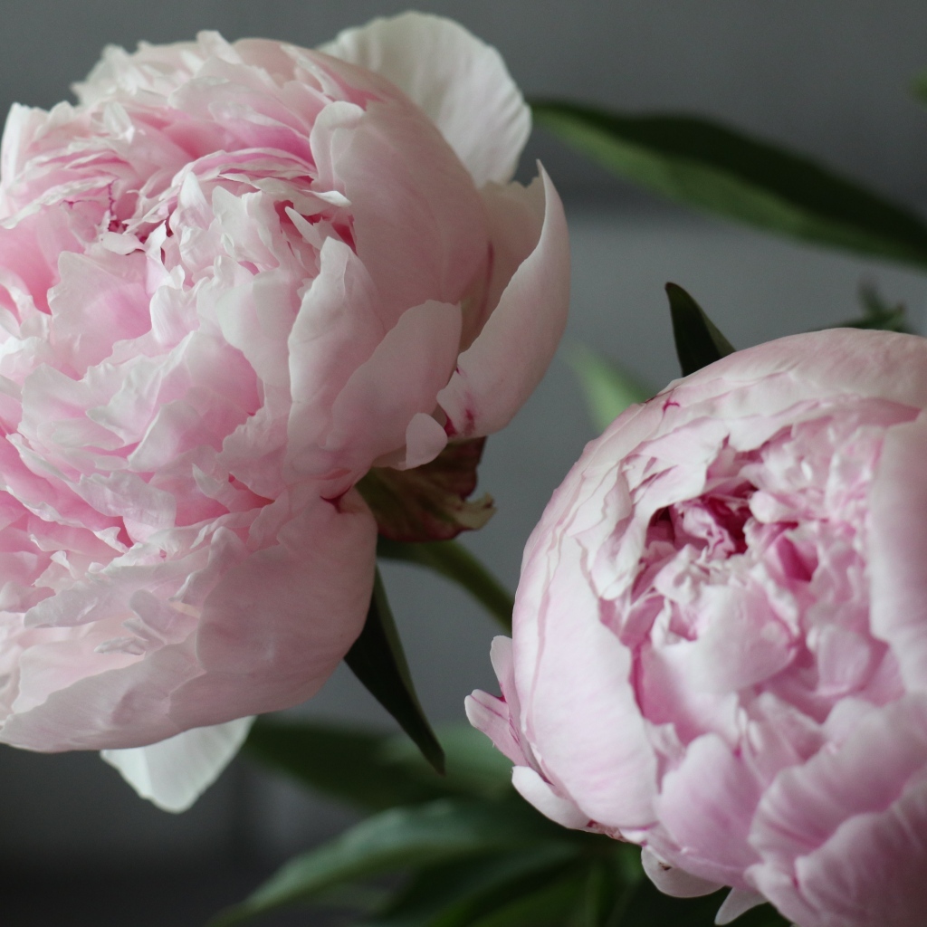 Розовые пионы в комнате крупным планом