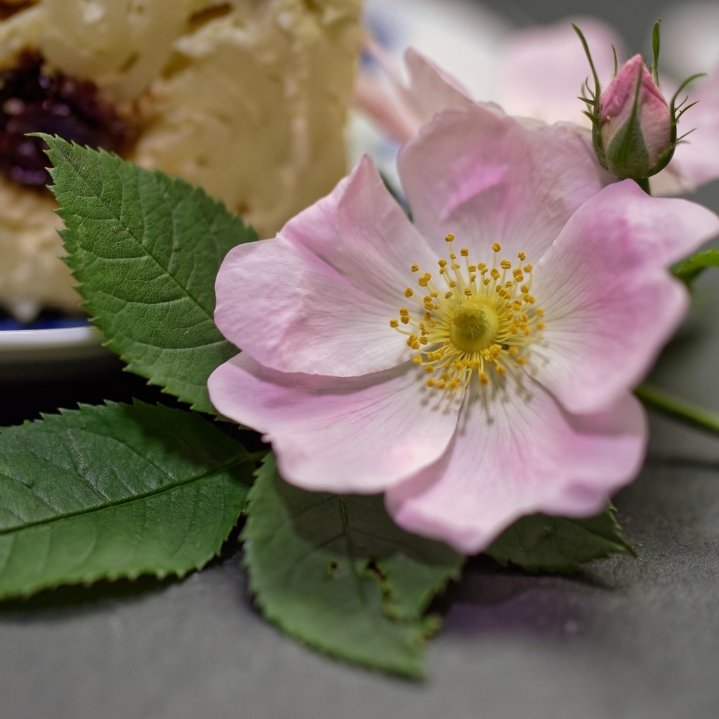Розовый цветок шиповника с бутоном и зелеными листьями на столе