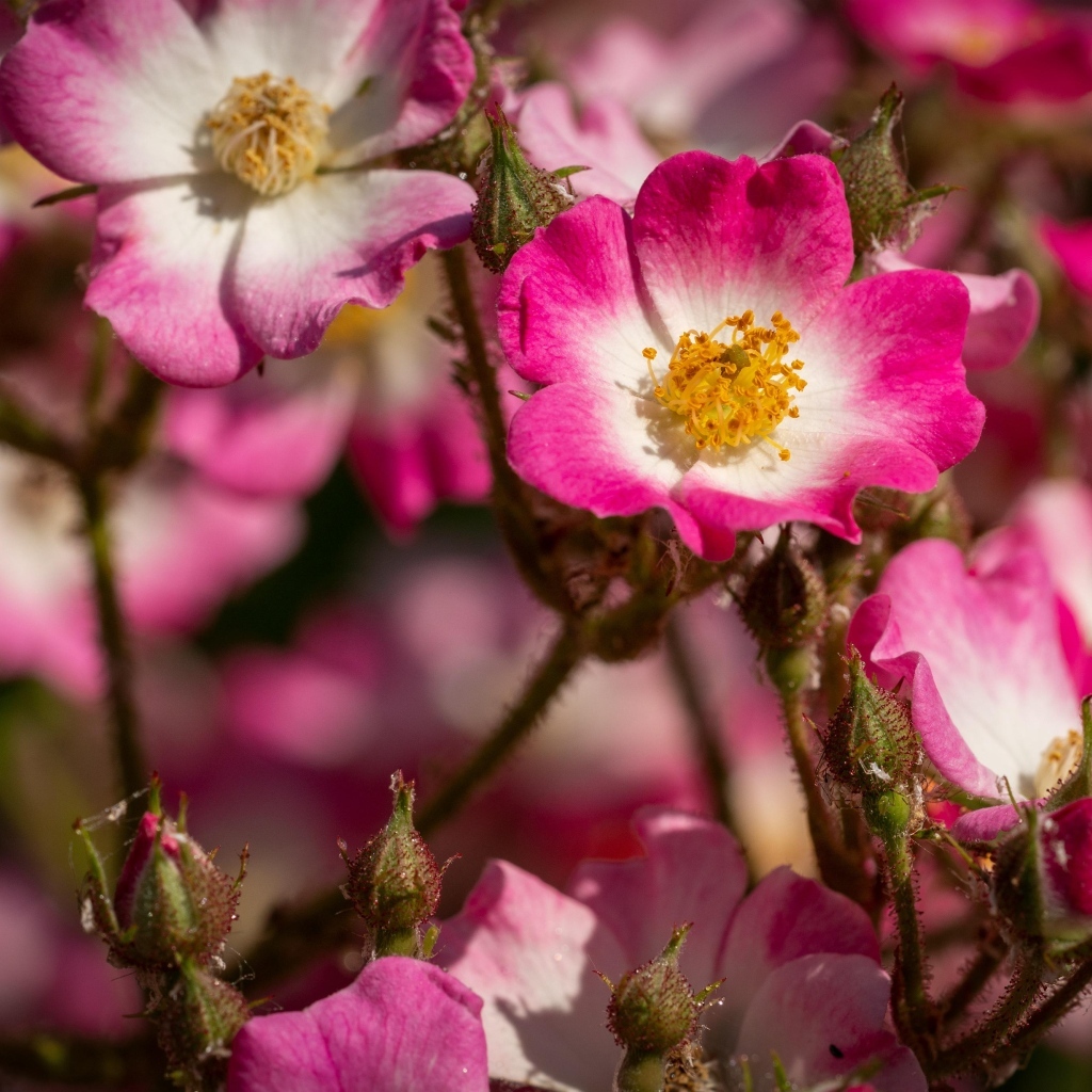 Розовые цветы шиповника крупным планом