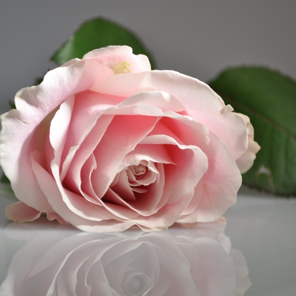 Розовая роза отражается в серой поверхности