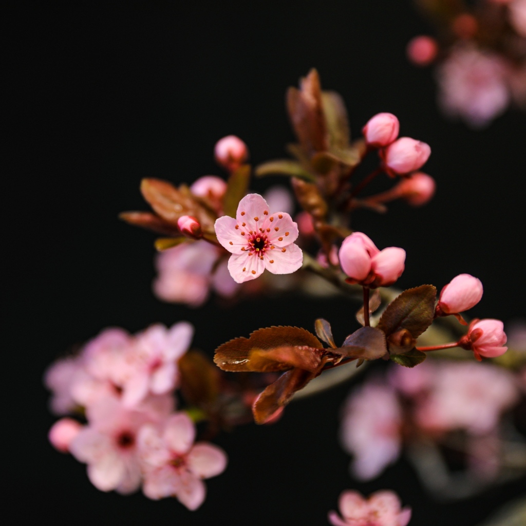 Розовые весенние цветы на ветках на черном фоне