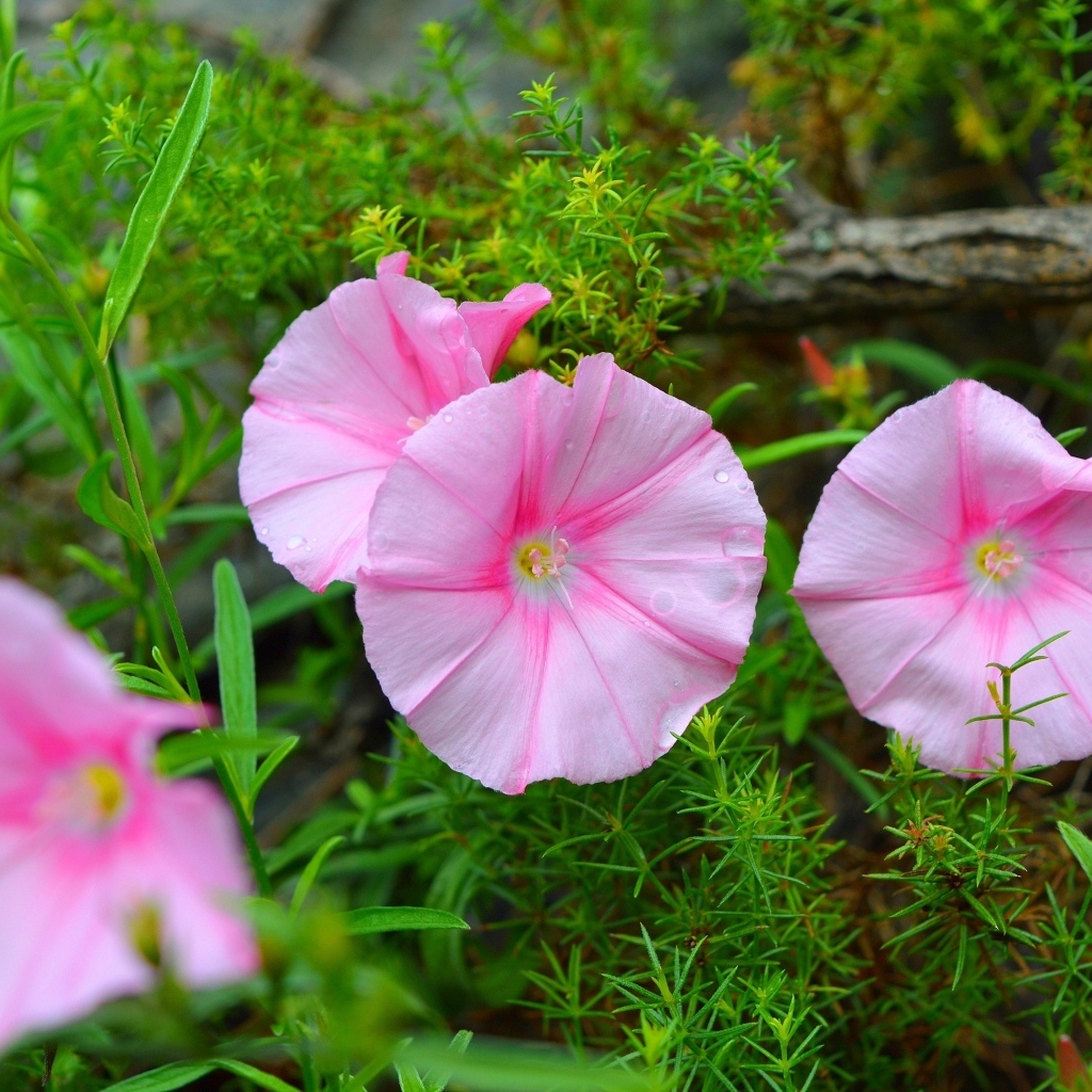 Розовые полевые цветы в зеленой траве