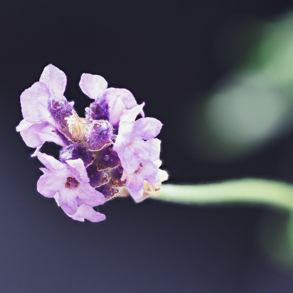 Розовый полевой цветок крупным планом