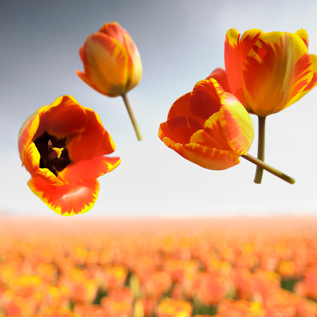 Сорванные цветы тюльпана в воздухе