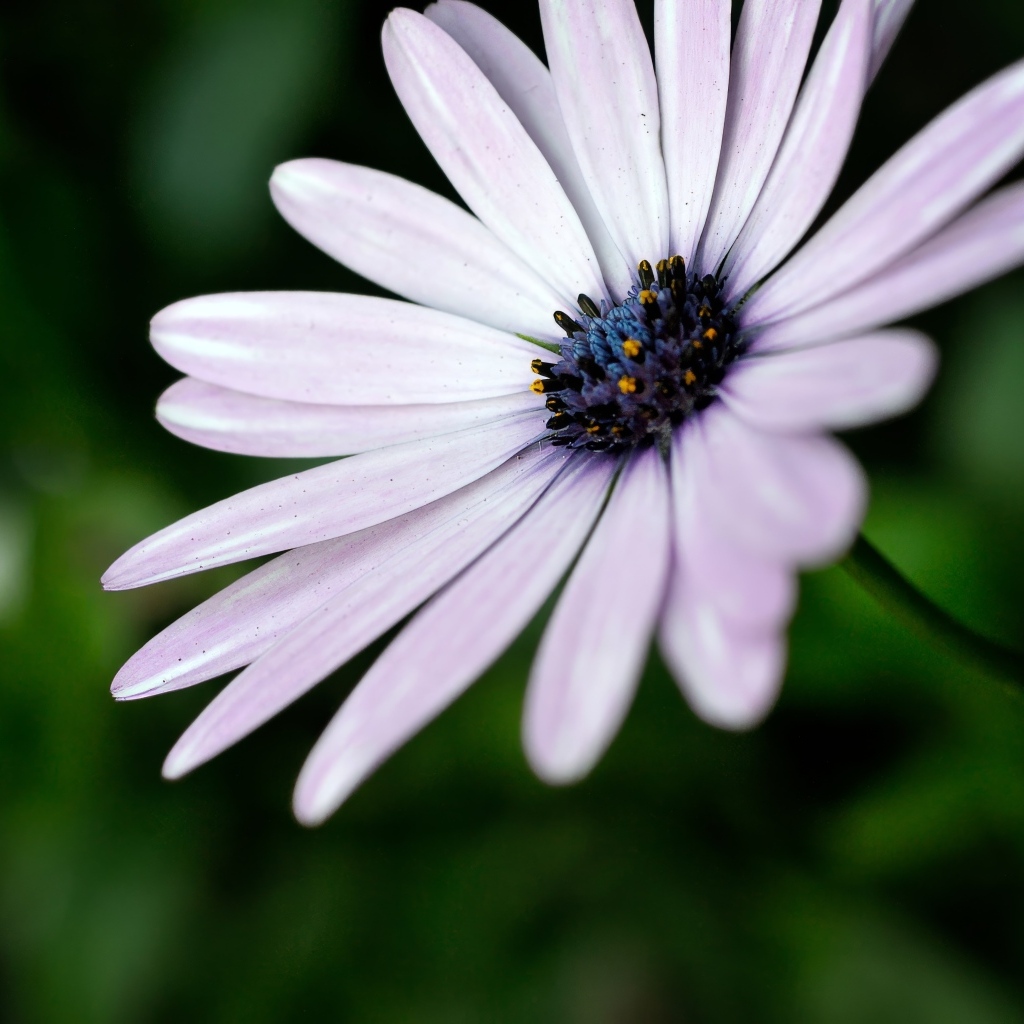 Фиолетовый цветок остеоспермум крупным планом