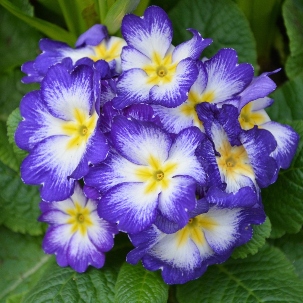 Фиолетовый комнатный цветок примула крупным планом