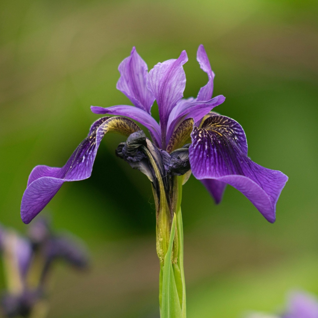 Фиолетовый цветок ириса крупным планом