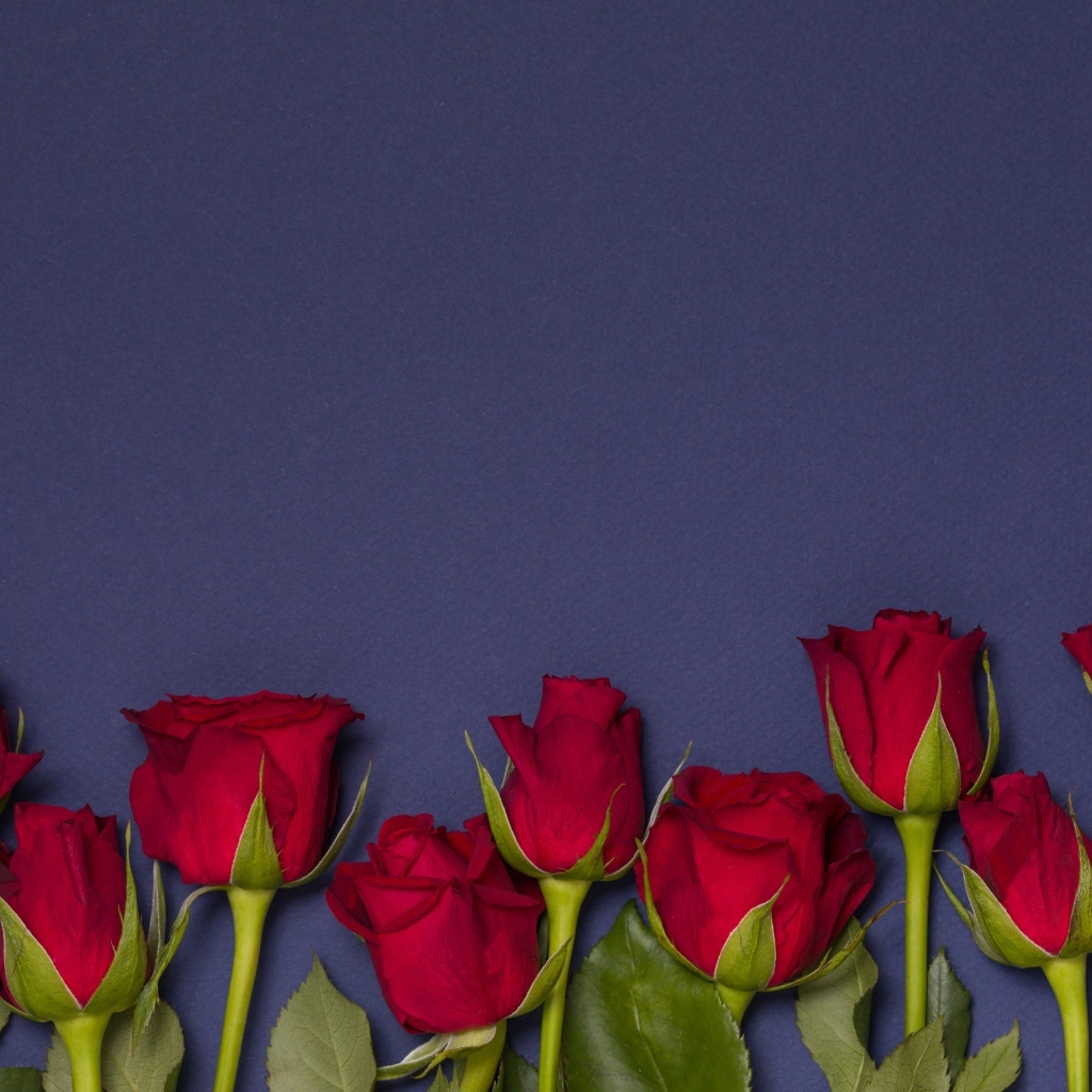 Красные английские розы на синем фоне