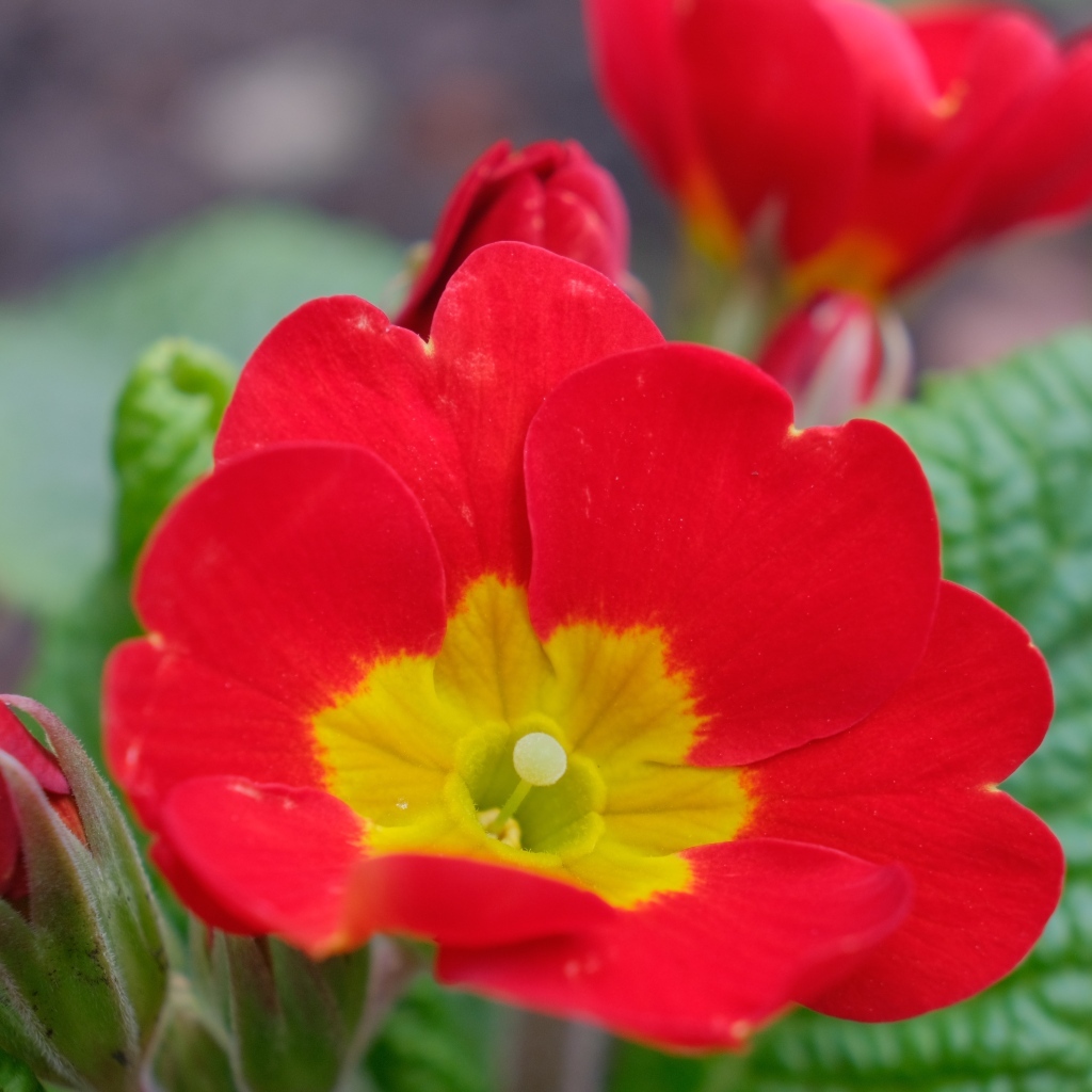 Красный комнатный цветок примула с бутонами