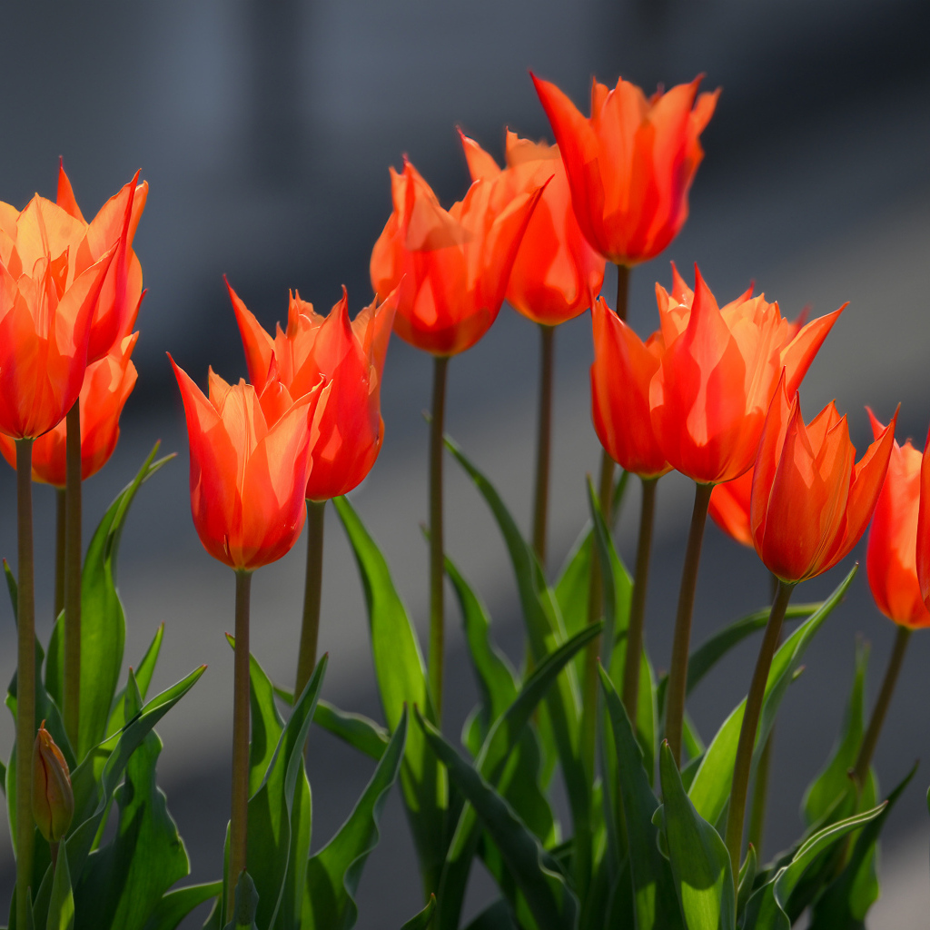 Красные тюльпаны в лучах солнца на клумбе весной