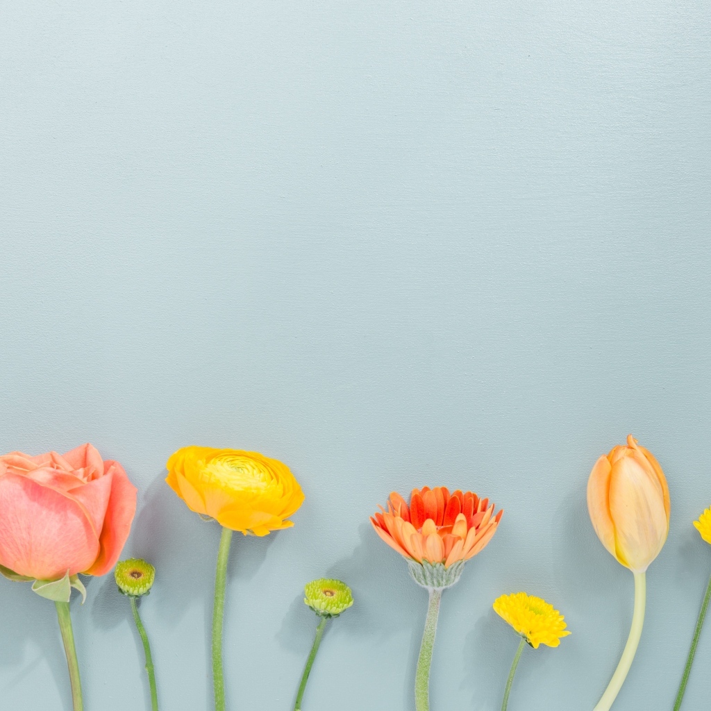 Роза, герберы и тюльпан на сером фоне