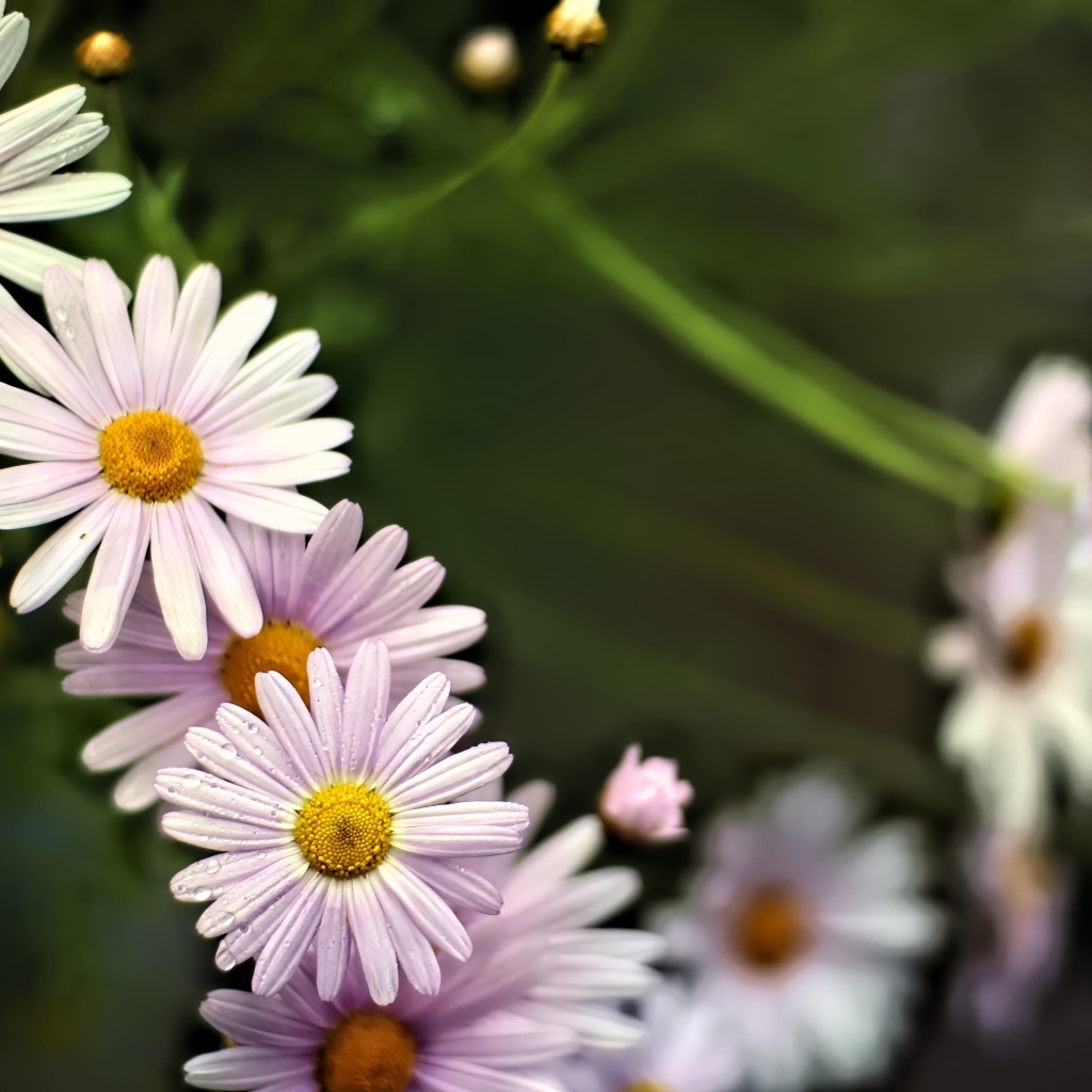 Маленькие белые ромашки для фона