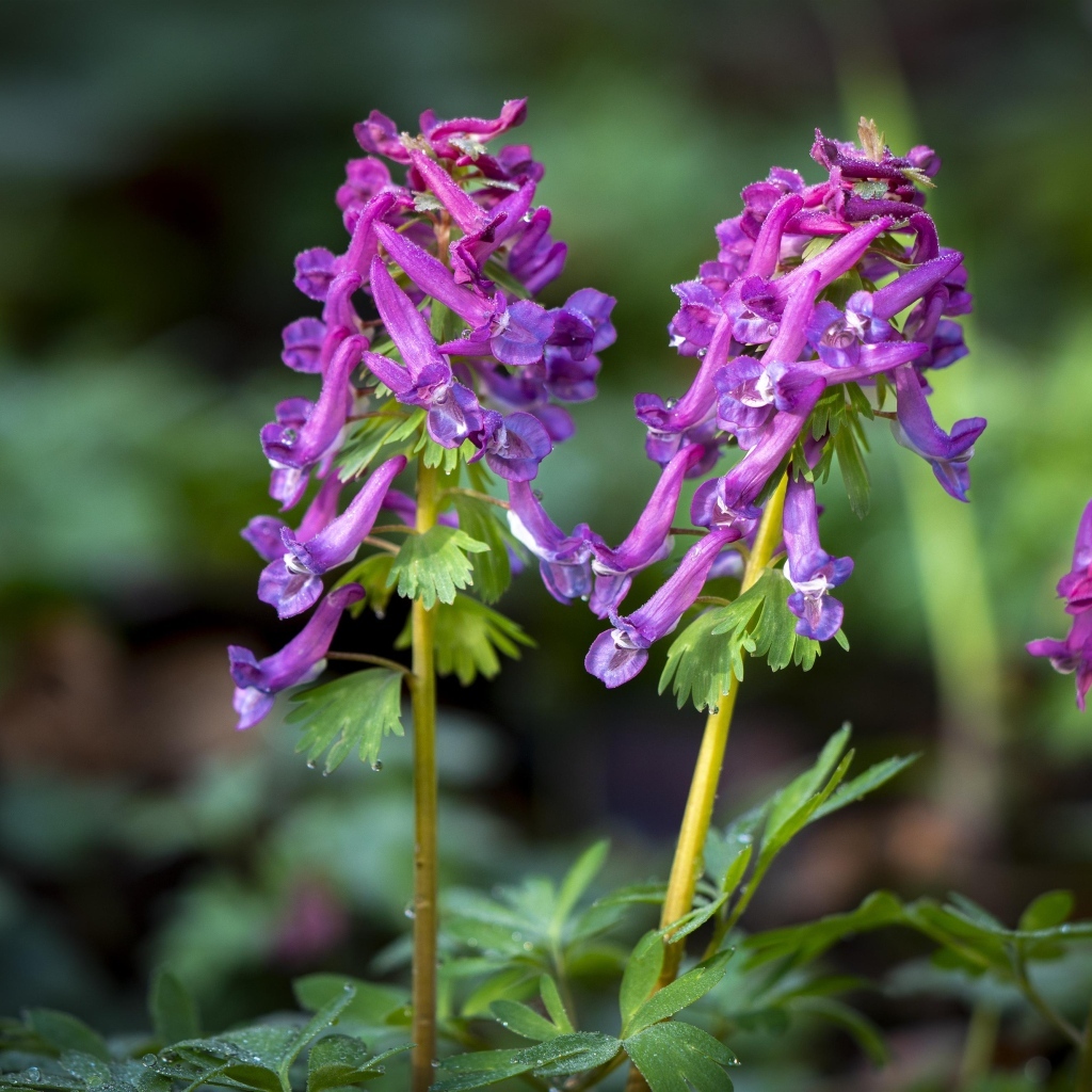 Первые весенние лесные цветы