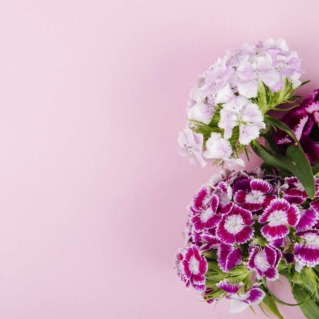 Цветы турецкой гвоздики на розовом фоне